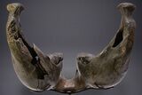 Wide Woolly Mammoth Lower Jaw With M/M Molars - Ukraine #370317-6